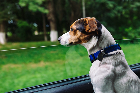 best dogs to travel with